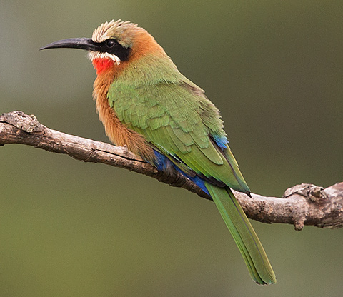 White-fronted Bee-eater perched